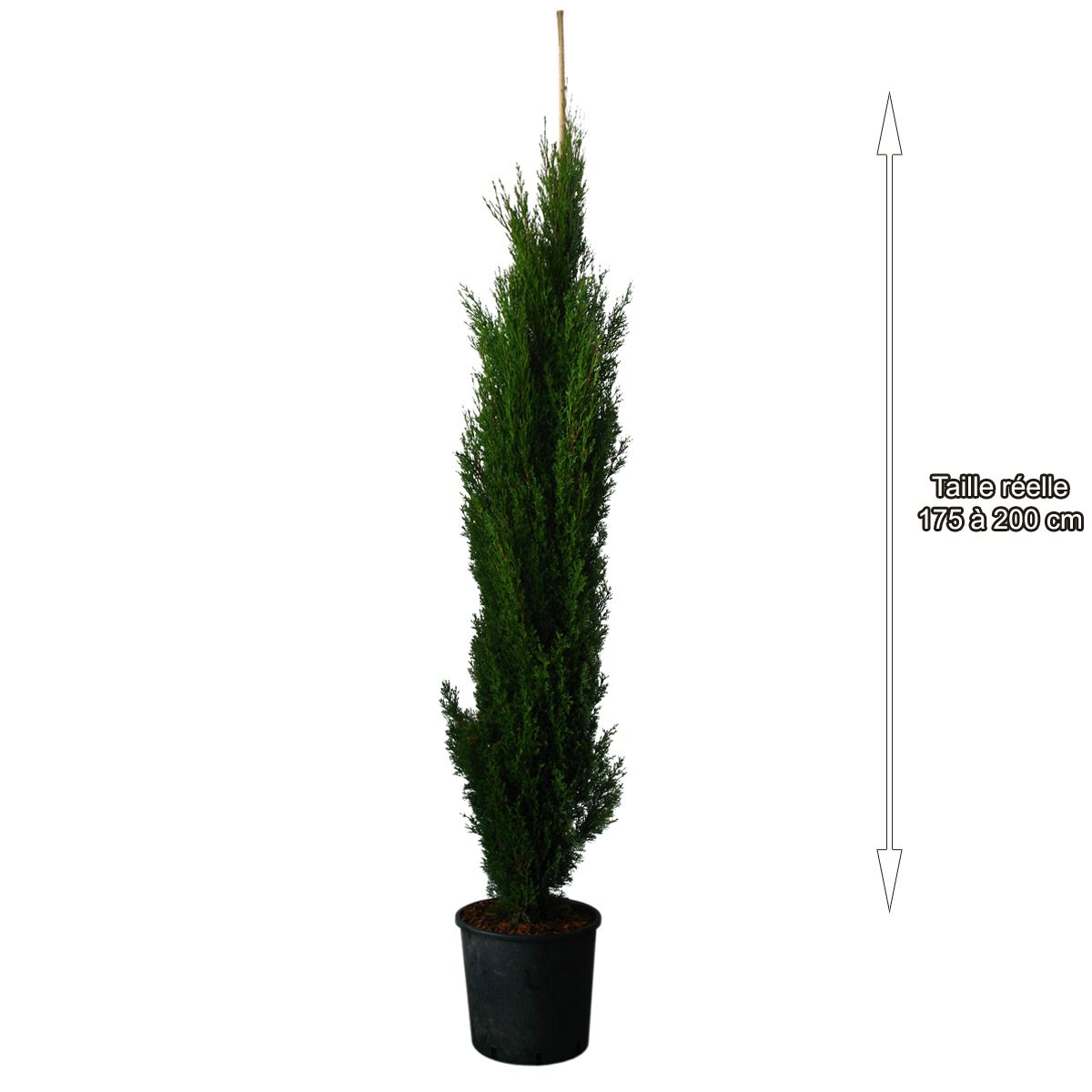 Cyprès de provence Totem