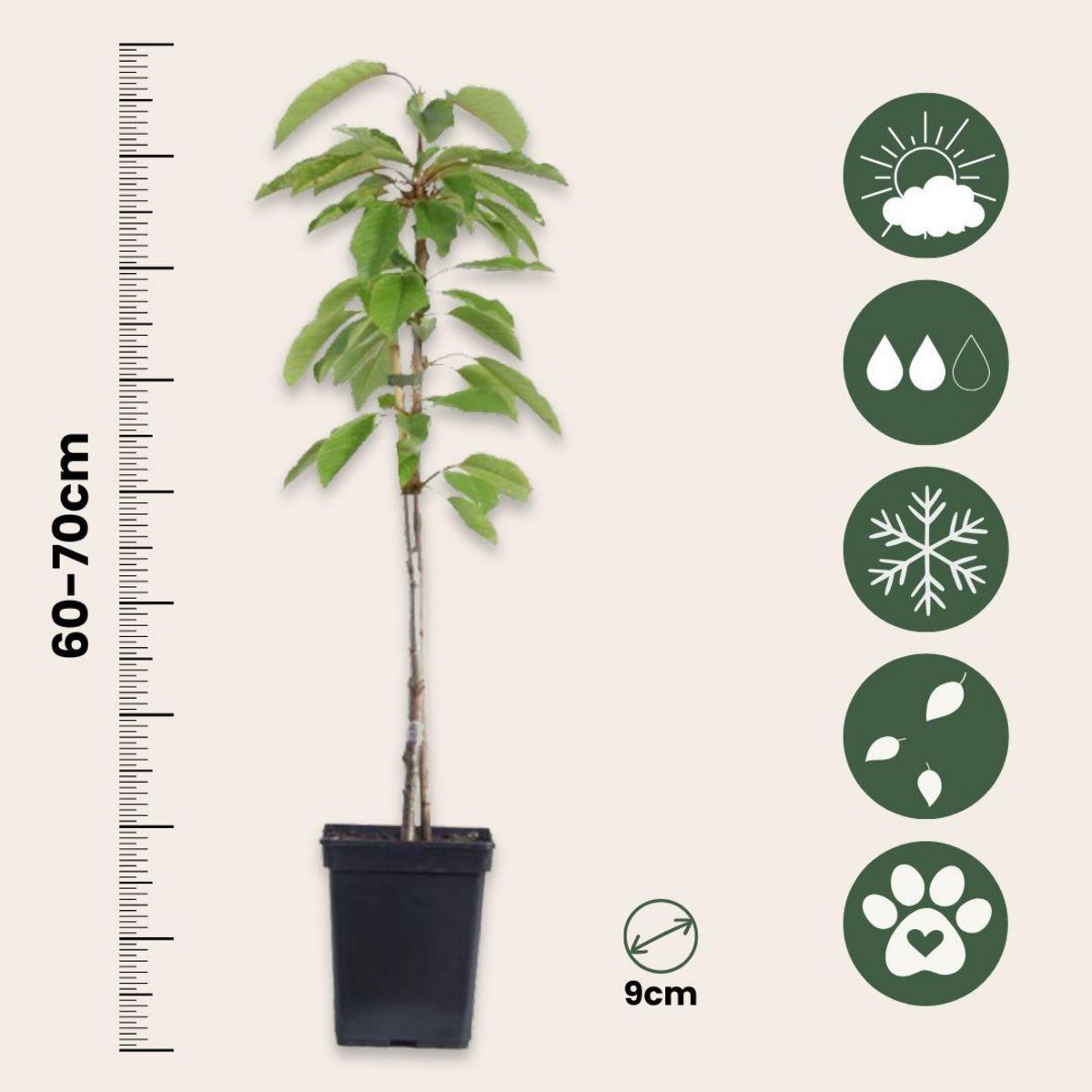 PLANT IN A BOX Colonnes de fruits - Set de 6 - Pomme, poire - Hauteur 60-70cm - ⌀9cm