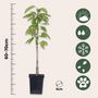 Voir la diapositive 2 : PLANT IN A BOX Colonnes de fruits - Set de 6 - Pomme, poire - Hauteur 60-70cm - ⌀9cm