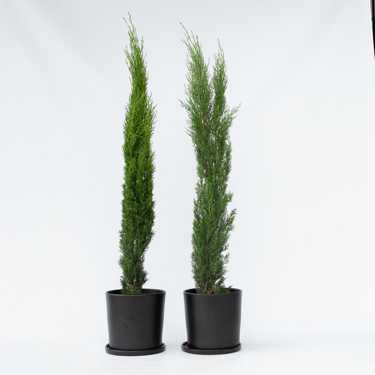 PLANT IN A BOX Cyprès toujours vert - Set de 2 - Cupressus sempervirens - H70-80cm - ⌀19cm