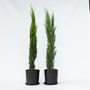 Voir la diapositive 5 : PLANT IN A BOX Cyprès toujours vert - Set de 2 - Cupressus sempervirens - H70-80cm - ⌀19cm