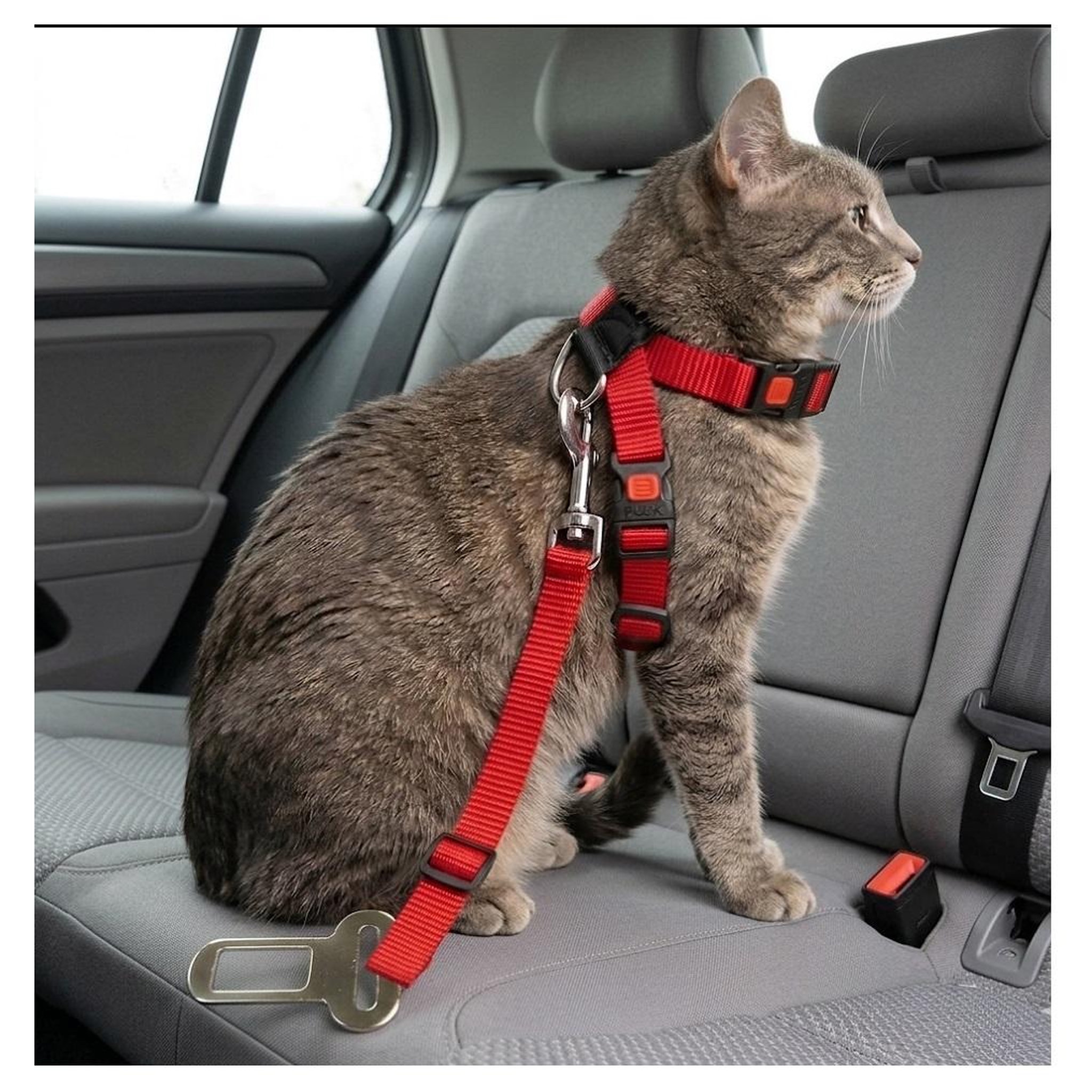 Voir la diapositive 5 : Eden Harnais et ceinture de sécurité pour chat