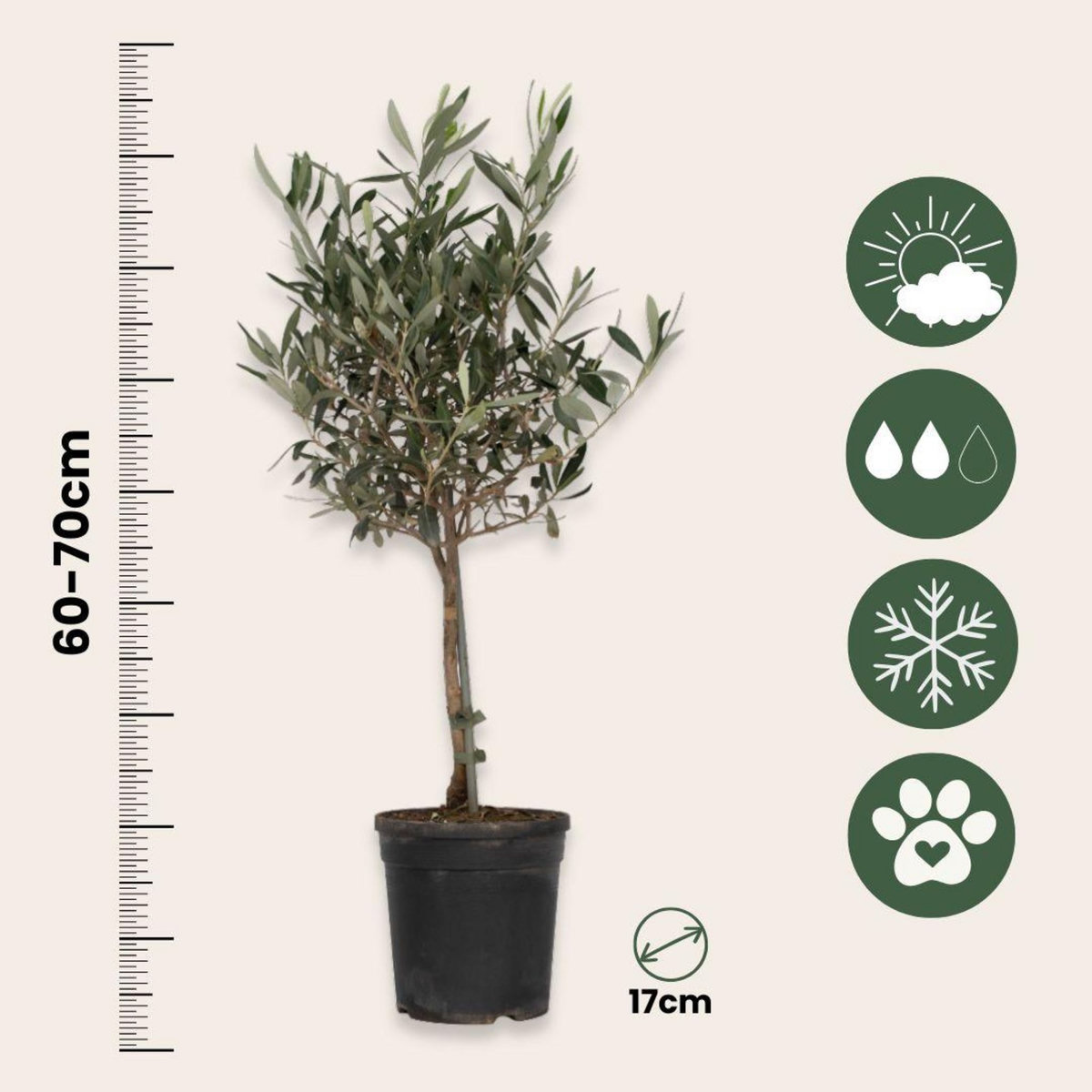 PLANT IN A BOX Olivier - Olea europaea - Hauteur 60-70cm - ⌀17cm
