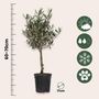 Voir la diapositive 2 : PLANT IN A BOX Olivier - Olea europaea - Hauteur 60-70cm - ⌀17cm