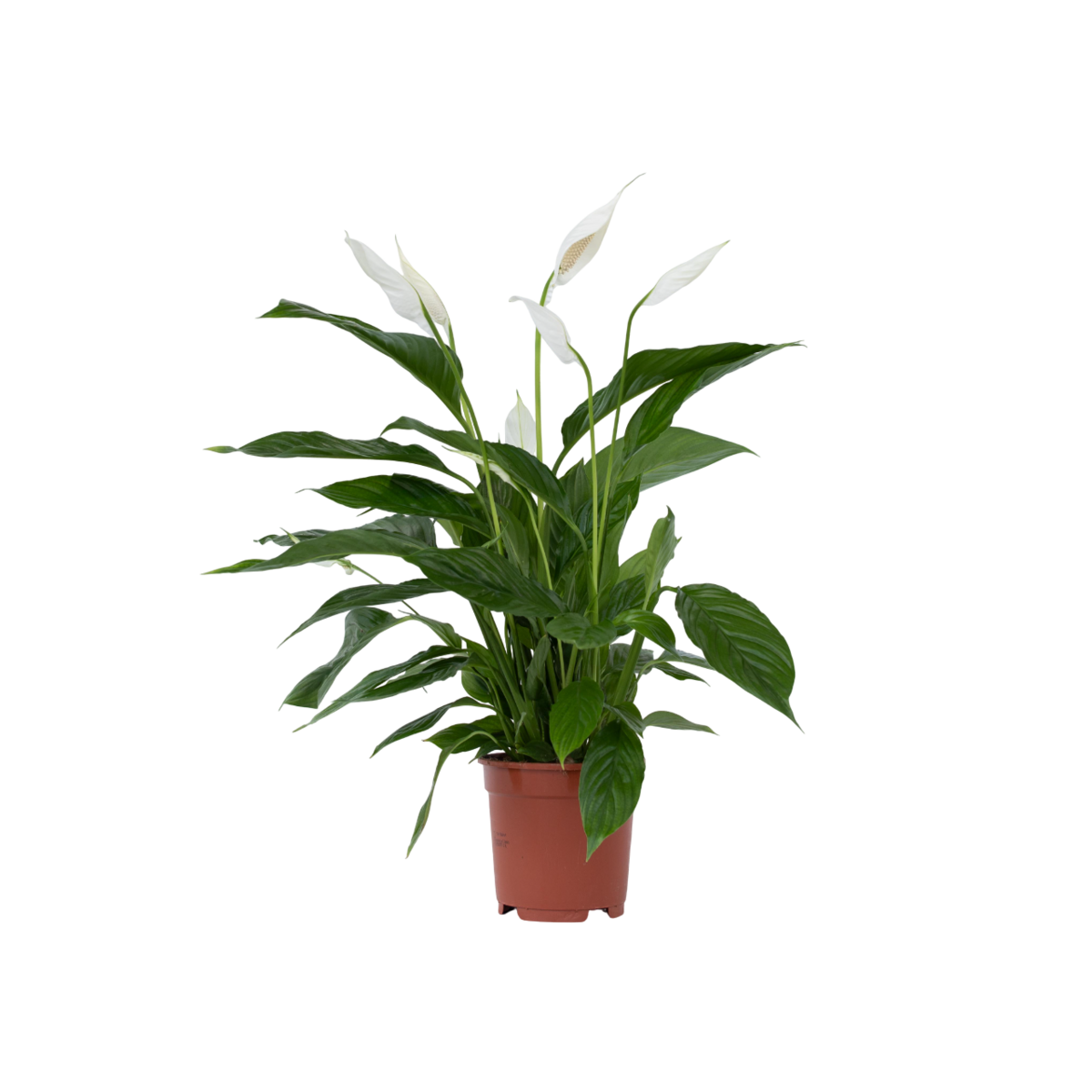 PLANT IN A BOX Fleur de lune - Spathiphyllum 'Lima' - Hauteur 60-75cm - ⌀17cm