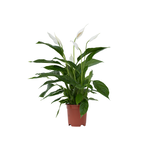 PLANT IN A BOX Fleur de lune - Spathiphyllum 'Lima' - Hauteur 60-75cm - ⌀17cm