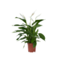 Voir la diapositive 1 : PLANT IN A BOX Fleur de lune - Spathiphyllum 'Lima' - Hauteur 60-75cm - ⌀17cm