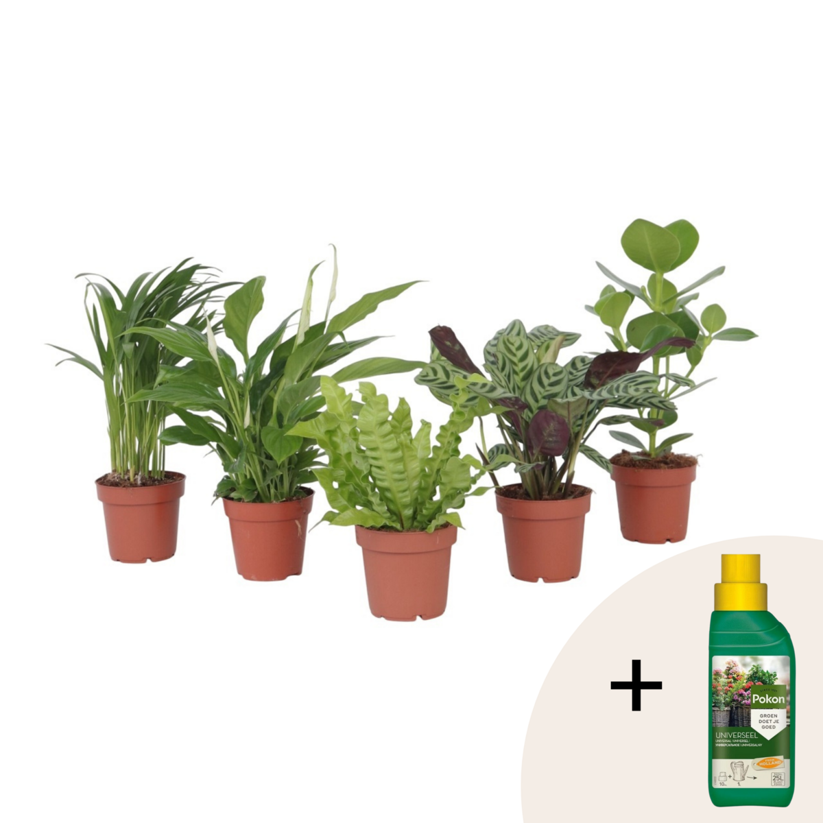 PLANT IN A BOX Mélange de plantes purificatrices d'air - Set de 5 - Hauteur 25-40cm - ⌀12cm