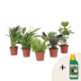 Voir la diapositive 1 : PLANT IN A BOX Mélange de plantes purificatrices d'air - Set de 5 - Hauteur 25-40cm - ⌀12cm