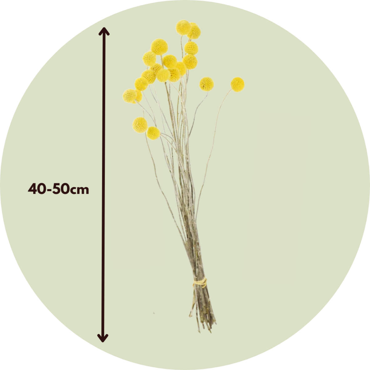 PLANT IN A BOX Fleurs séchées - Bouquet 'Craspedia natural yellow'