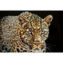 Voir la diapositive 2 : Paris Prix Tableau Peinture  Jaguar II  82x82cm Multicolore