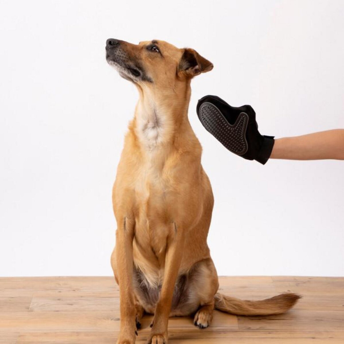 Paris Prix Gant de Brossage pour Chien & Chat  1 Face  24cm Noir