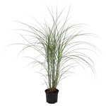 PLANT IN A BOX Roseau de Chine - Miscanthus sinensis 'Kleine Silberspinne - H20-30cm - ⌀23cm