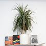 Voir la diapositive 4 : PLANT IN A BOX Dragonnier - Dracaena marginata 'Magenta' - Hauteur 70-80cm - ⌀17cm