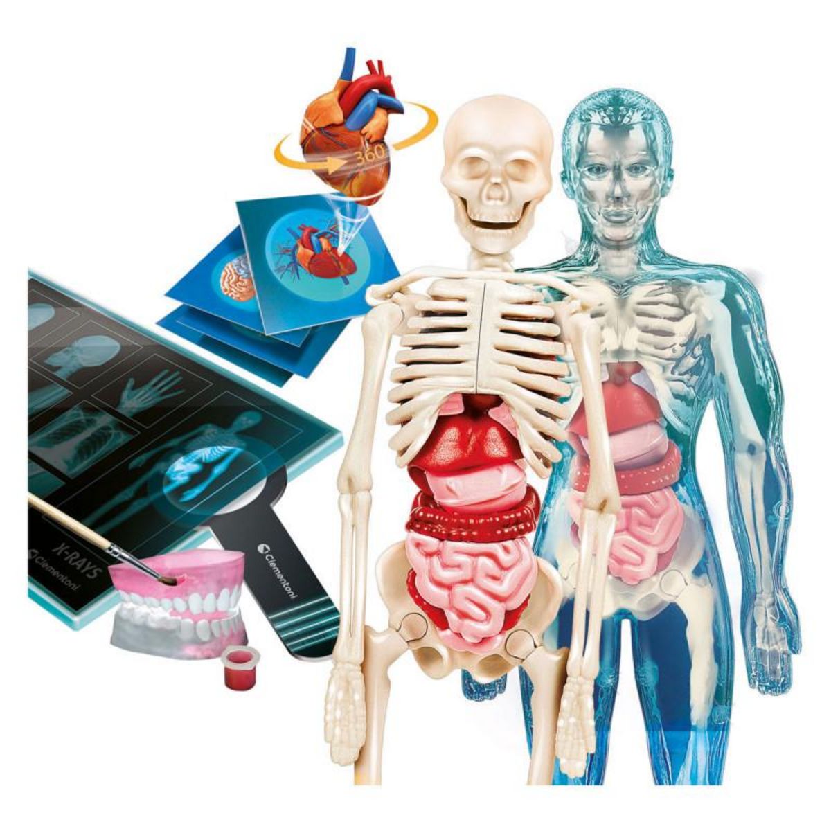 CLEMENTONI Clementoni Science and Play - Super Anatomy 56173