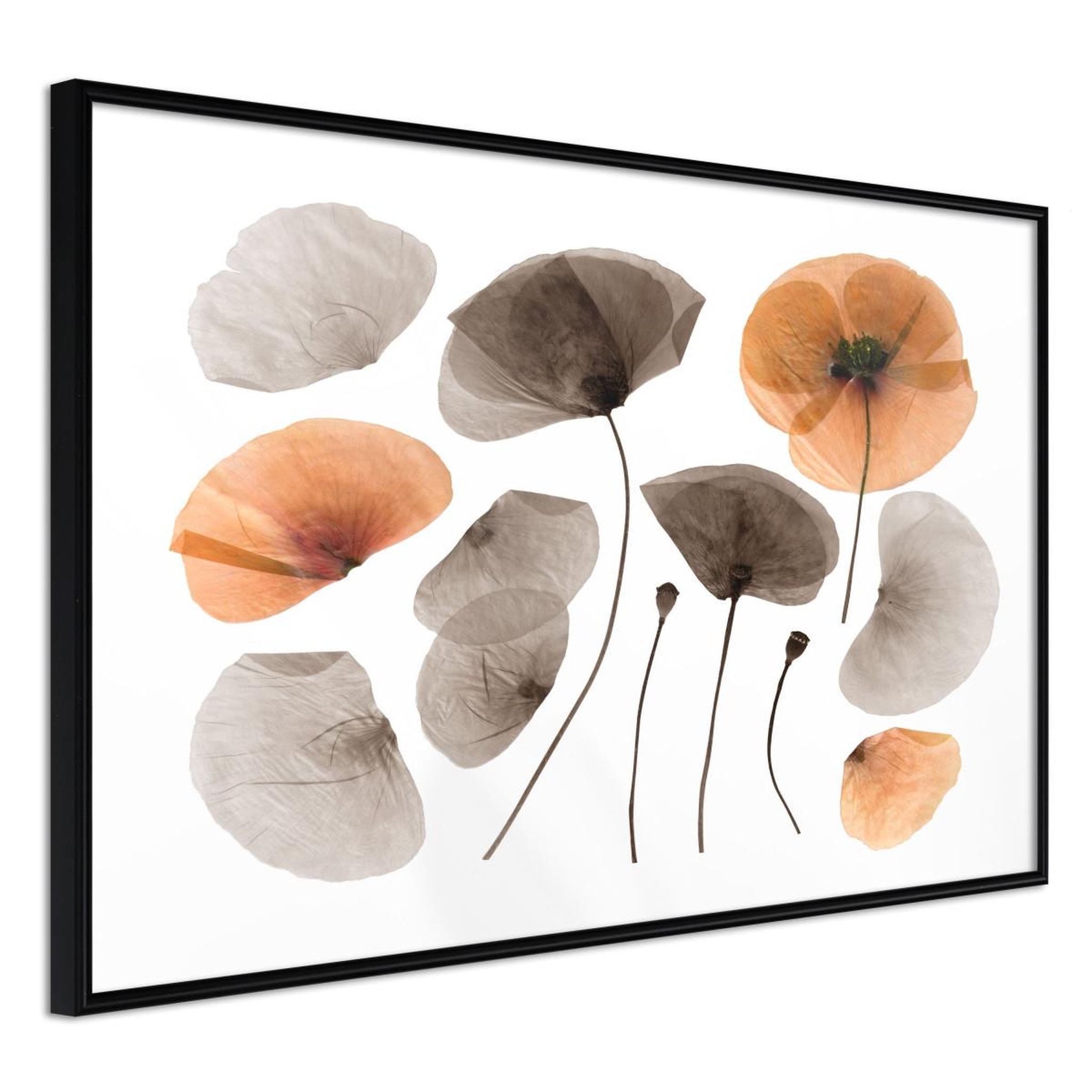 Paris Prix Affiche murale encadrée  dried poppies