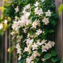 Voir la diapositive 4 : PLANT IN A BOX Jasmin étoilé - Set de 3 - Jasminum 'Officinale' - Hauteur 25-40cm - ⌀9cm