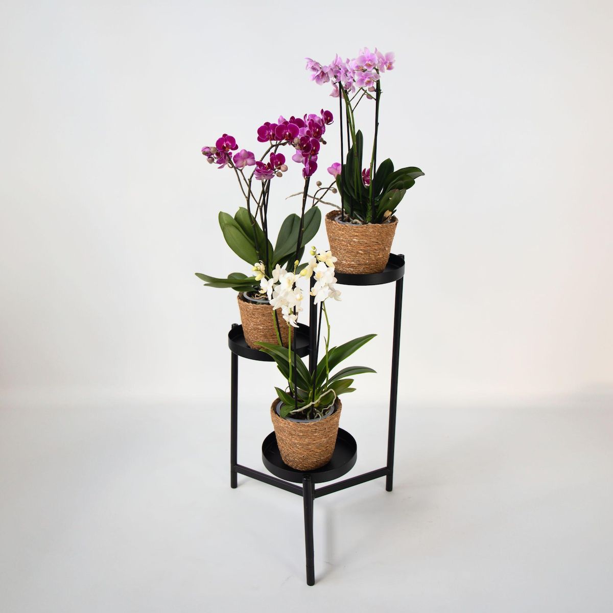 PLANT IN A BOX Orchidée - x3 - Phalaenopsis Multiflora dans panier - Hauteur 35-45cm - ⌀12cm