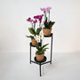 Voir la diapositive 4 : PLANT IN A BOX Orchidée - x3 - Phalaenopsis Multiflora dans panier - Hauteur 35-45cm - ⌀12cm