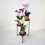Voir la diapositive 4 : PLANT IN A BOX Orchidée - x3 - Phalaenopsis Multiflora dans panier - Hauteur 35-45cm - ⌀12cm