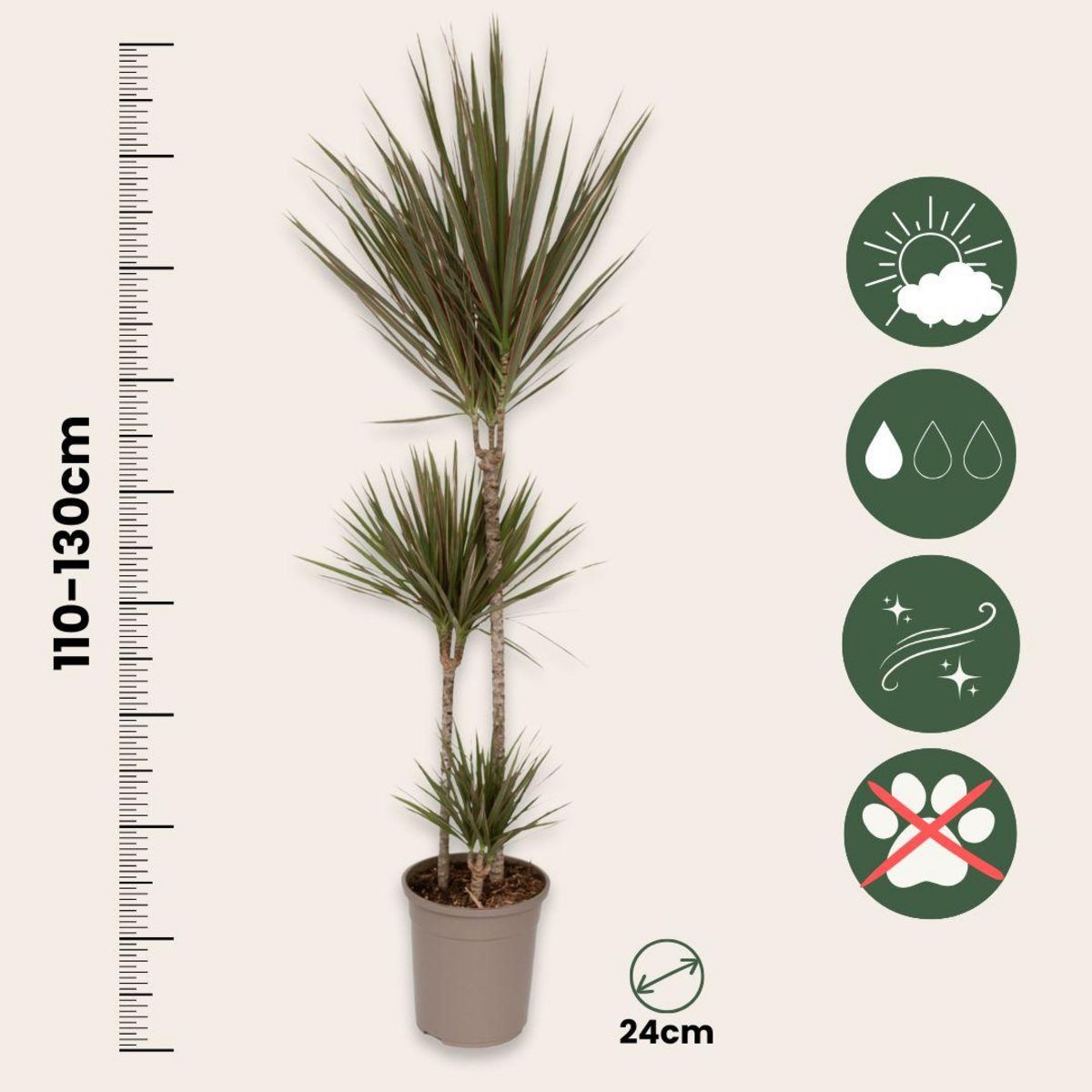 PLANT IN A BOX Dragonnier - Dracaena marginata 'Bicolor' - Hauteur 110-130cm - ⌀24cm