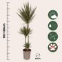 Voir la diapositive 2 : PLANT IN A BOX Dragonnier - Dracaena marginata 'Bicolor' - Hauteur 110-130cm - ⌀24cm