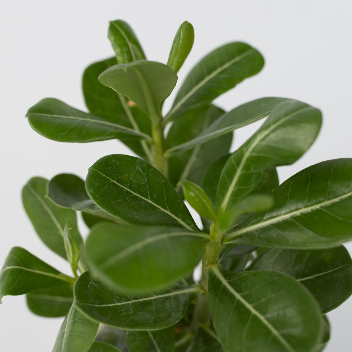 PLANT IN A BOX Rose du désert - Adenium obesum - Hauteur 25-40cm - ⌀10,5cm