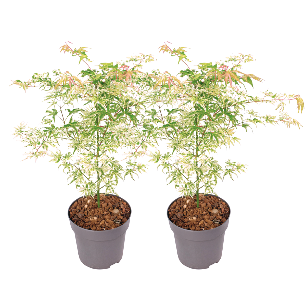 PLANT IN A BOX Érable du Japon - Set de 2 - Acer palmatum 'Ukigumo' - Hauteur 50-60cm - ⌀19cm