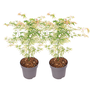 Voir la diapositive 1 : PLANT IN A BOX Érable du Japon - Set de 2 - Acer palmatum 'Ukigumo' - Hauteur 50-60cm - ⌀19cm
