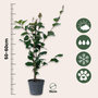 Voir la diapositive 2 : PLANT IN A BOX Camélia - Camellia japonica 'Dr. King' - Hauteur 50-60cm - ⌀15cm
