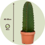 Voir la diapositive 2 : PLANT IN A BOX Euphorbe ingens - Set de 2 - Euphorbia ingens - Hauteur 40-50cm - ⌀18cm