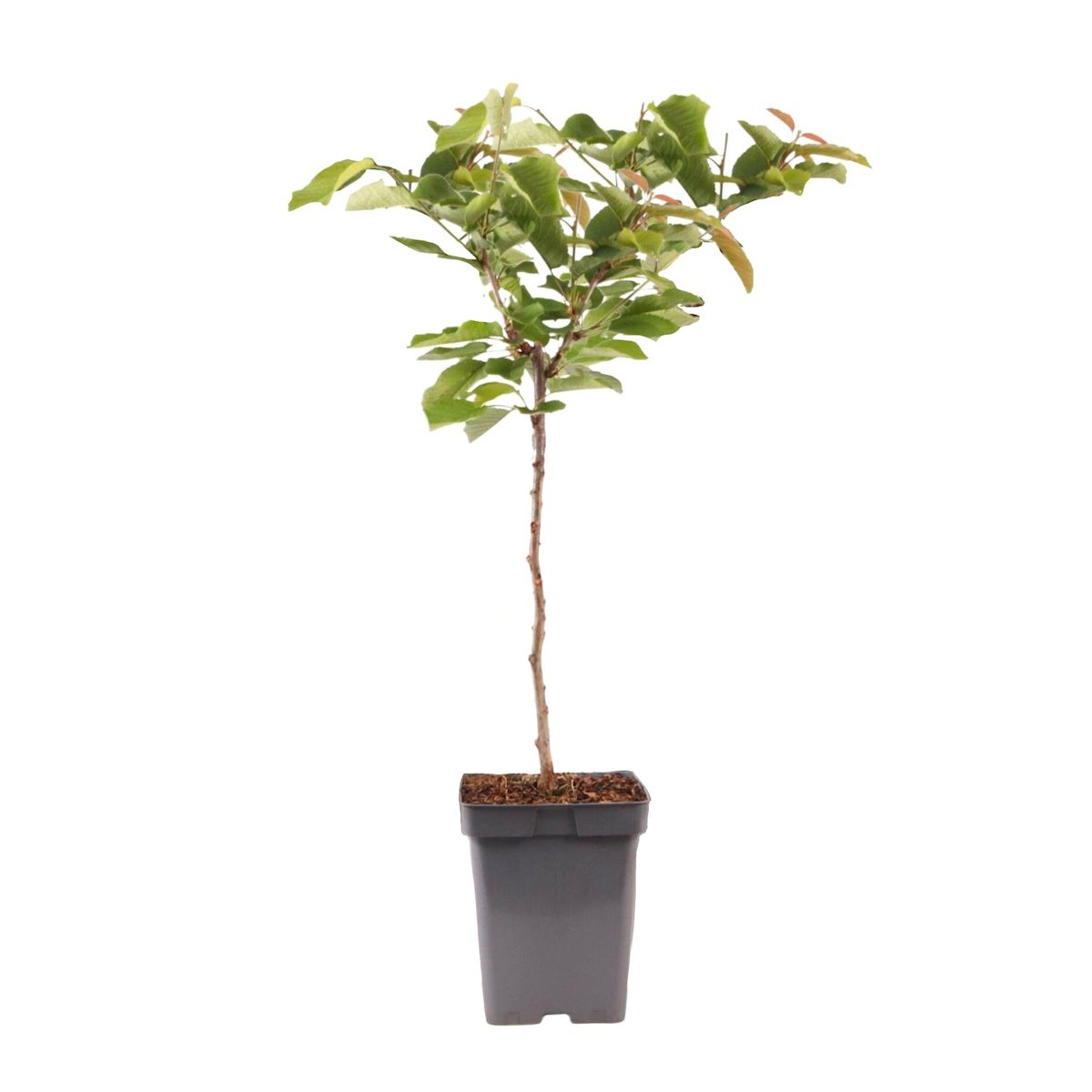 PLANT IN A BOX Cerisier - Prunus avium - Cerise douce - Hauteur 90-110cm - ⌀23cm