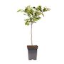 Voir la diapositive 1 : PLANT IN A BOX Cerisier - Prunus avium - Cerise douce - Hauteur 90-110cm - ⌀23cm