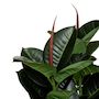 Voir la diapositive 2 : ATMOSPHERA Plante Artificielle  Ficus Robusta  120cm Vert