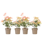 PLANT IN A BOX Andromède du Japon - Set de 4 - Pieris 'Forest Flame' - Hauteur 25-40cm - ⌀17cm
