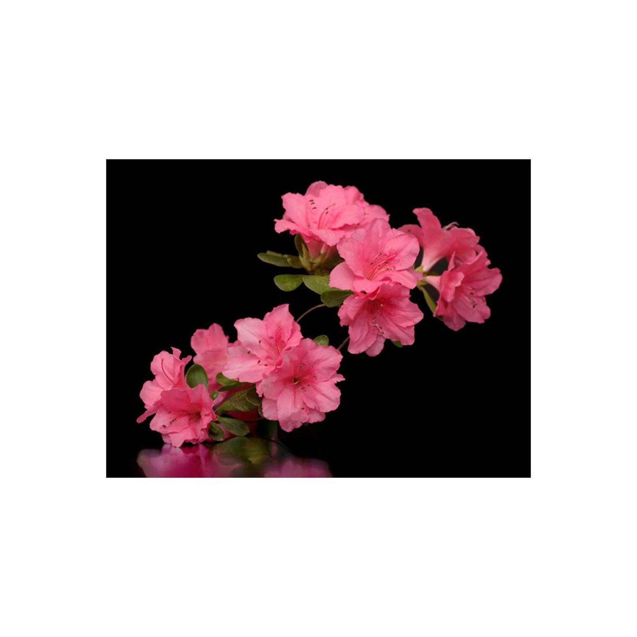 Voir la diapositive 2 : Paris Prix Papier peint  azalea in black