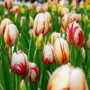 Voir la diapositive 3 : PLANT IN A BOX Tulipe - Set de 30 - Tulipa 'Flaming Beauty Mix' - Bulbes à fleurs