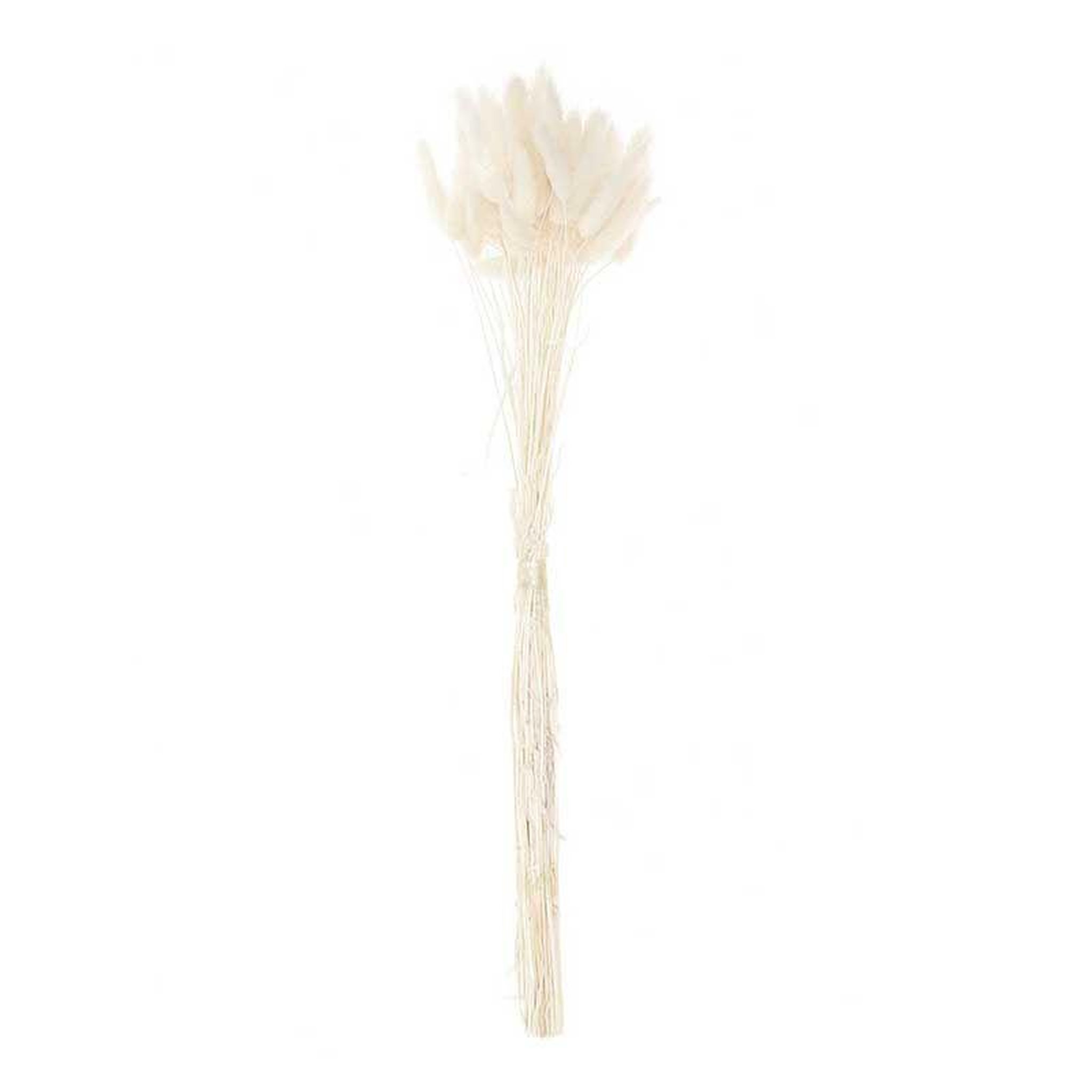 Voir la diapositive 1 : RICO DESIGN Lagurus séchés blanc - 45 cm