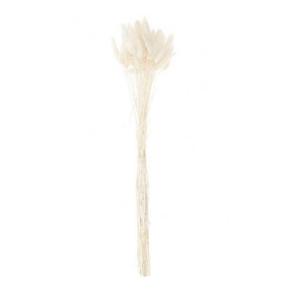 RICO DESIGN Lagurus séchés blanc - 45 cm