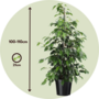 Voir la diapositive 2 : PLANT IN A BOX Ficus pleureur - Ficus benjamina 'Danielle' - Hauteur 100-110cm - ⌀21cm