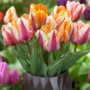 Voir la diapositive 4 : PLANT IN A BOX Tulipe - Set de 60 - Tulipa 'Flaming Beauty Mix' - Bulbes à fleurs