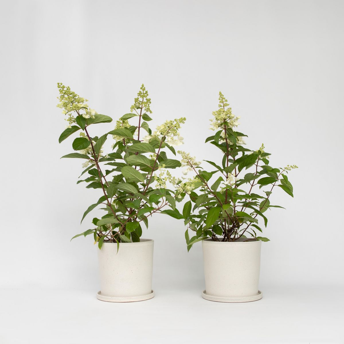 PLANT IN A BOX Hortensia - Set de 2 - Hydrangea paniculata 'Pinky Winky' - H25-40cm - ⌀19cm