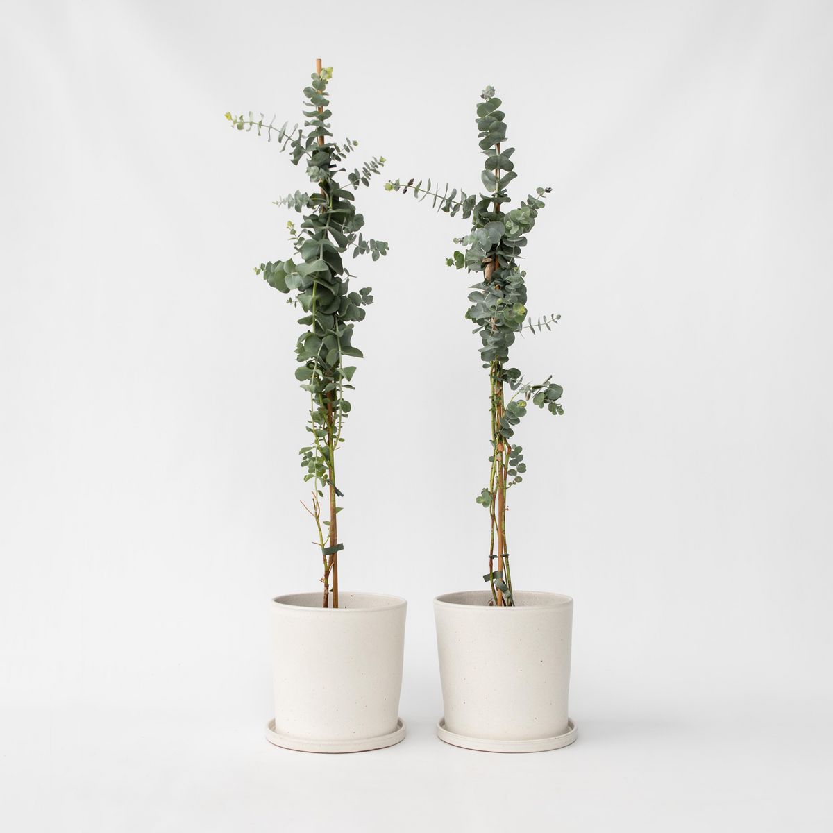 PLANT IN A BOX Gommier - Set de 2 - Eucalyptus cinerea 'Silver Dollar' - H90-110cm - ⌀19cm