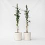 Voir la diapositive 6 : PLANT IN A BOX Gommier - Set de 2 - Eucalyptus cinerea 'Silver Dollar' - H90-110cm - ⌀19cm