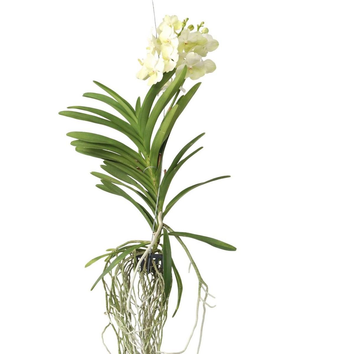 PLANT IN A BOX Orchidée - Vanda 'Tayanee White' - Hauteur 45-55cm