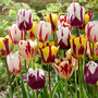 Voir la diapositive 5 : PLANT IN A BOX Tulipe - Set de 60 - Tulipa 'Flaming Beauty Mix' - Bulbes à fleurs