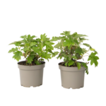 PLANT IN A BOX Hortensia - Set de 2 - Hydrangea 'Toy Soldier' - Hauteur 25-40cm - ⌀19cm