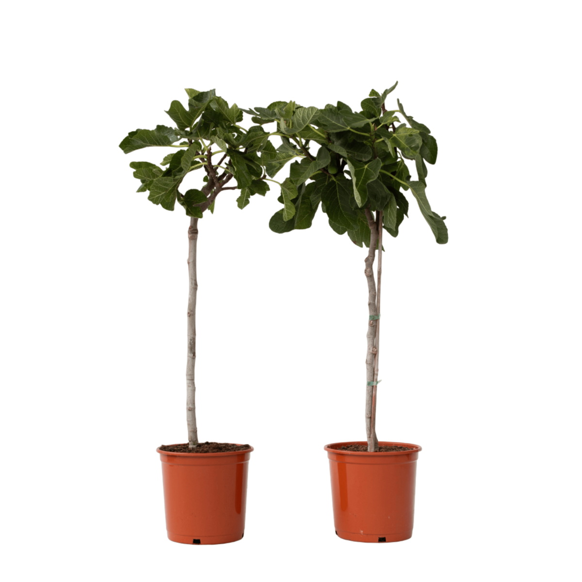 PLANT IN A BOX Figuier de Barbarie - Set de 2 - Ficus Carica - Hauteur 70-90cm - ⌀21cm