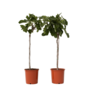 Voir la diapositive 1 : PLANT IN A BOX Figuier de Barbarie - Set de 2 - Ficus Carica - Hauteur 70-90cm - ⌀21cm
