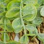 Voir la diapositive 3 : ATMOSPHERA Eucalyptus Artificiel à Suspendre  Zéa  70cm Naturel